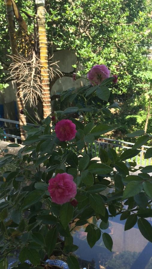 Hostel Phuong Nga Da Lat Kültér fotó